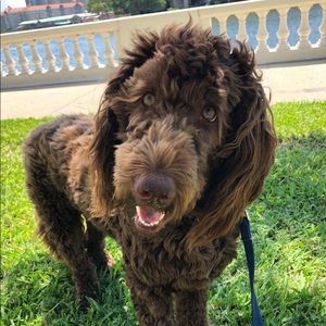 Meet your Posher, Bahar